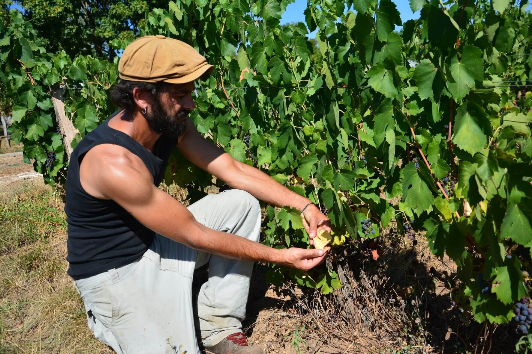 Julien Merle dans ses vignes