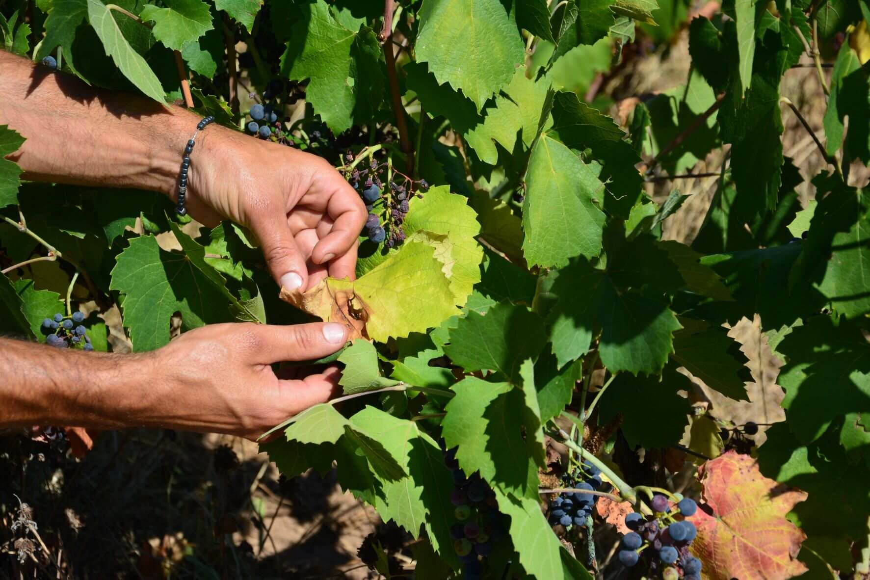 Des feuilles séchées dans le Beaujolais