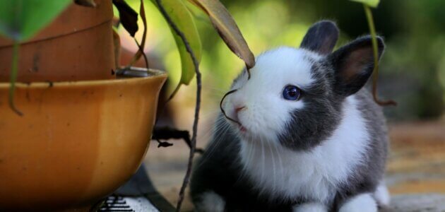 Abandons massifs de lapins à Lyon : « On ne s’en sort plus »