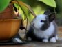 Cet été, les associations observent un phénomène d'abandons massif de lapins à Lyon. Une photo Pexels par Piya Nimityongskul