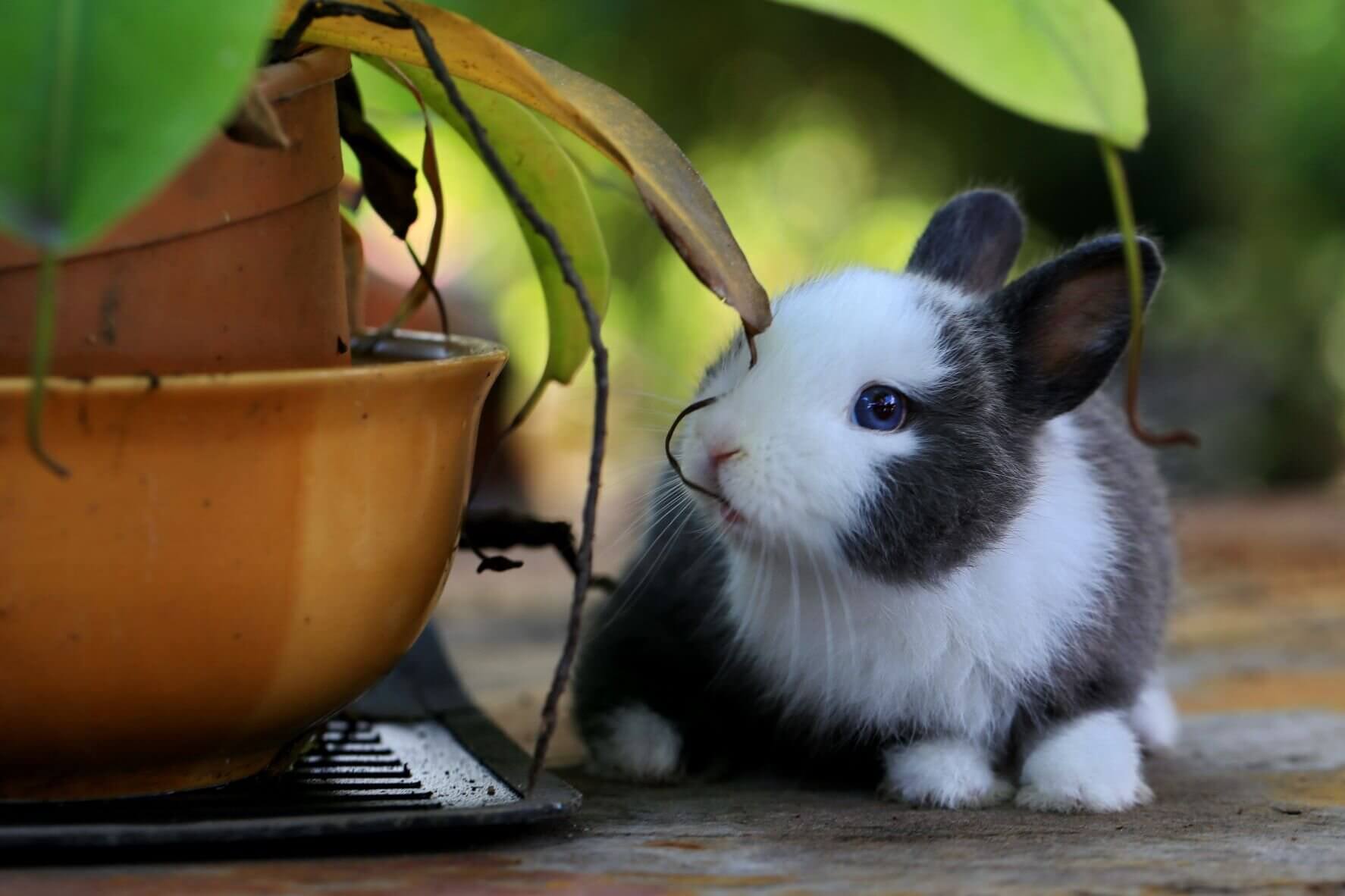 Cet été, les associations observent un phénomène d'abandons massif de lapins à Lyon. Une photo Pexels par Piya Nimityongskul