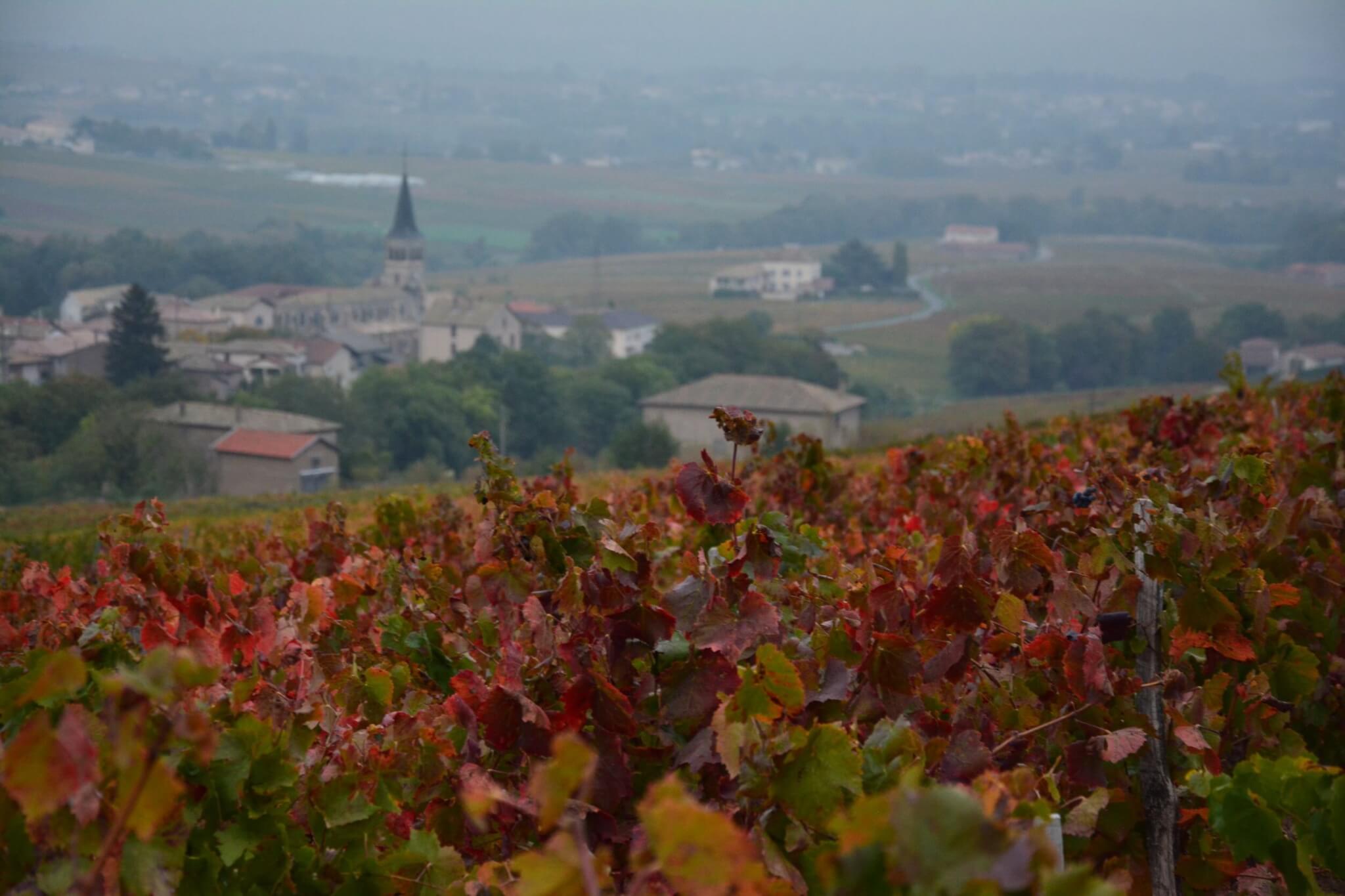 Vignes