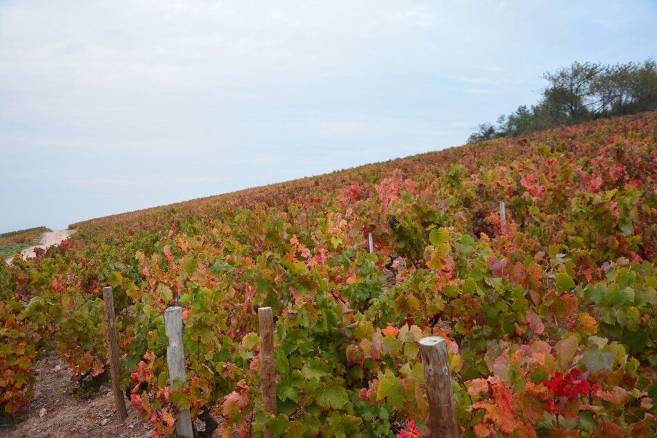 Beaujolais : le #MeToo du vin condamné en justice