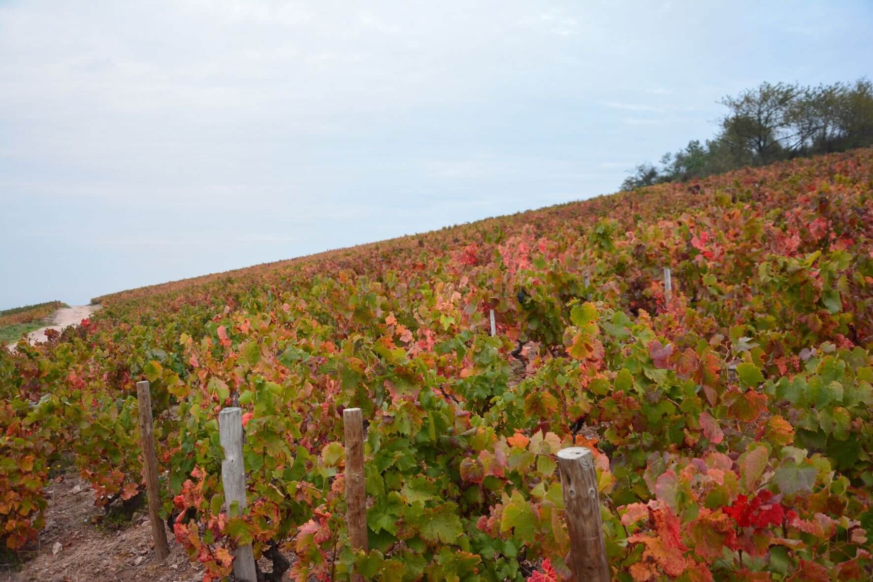 Vignes Beaujolais