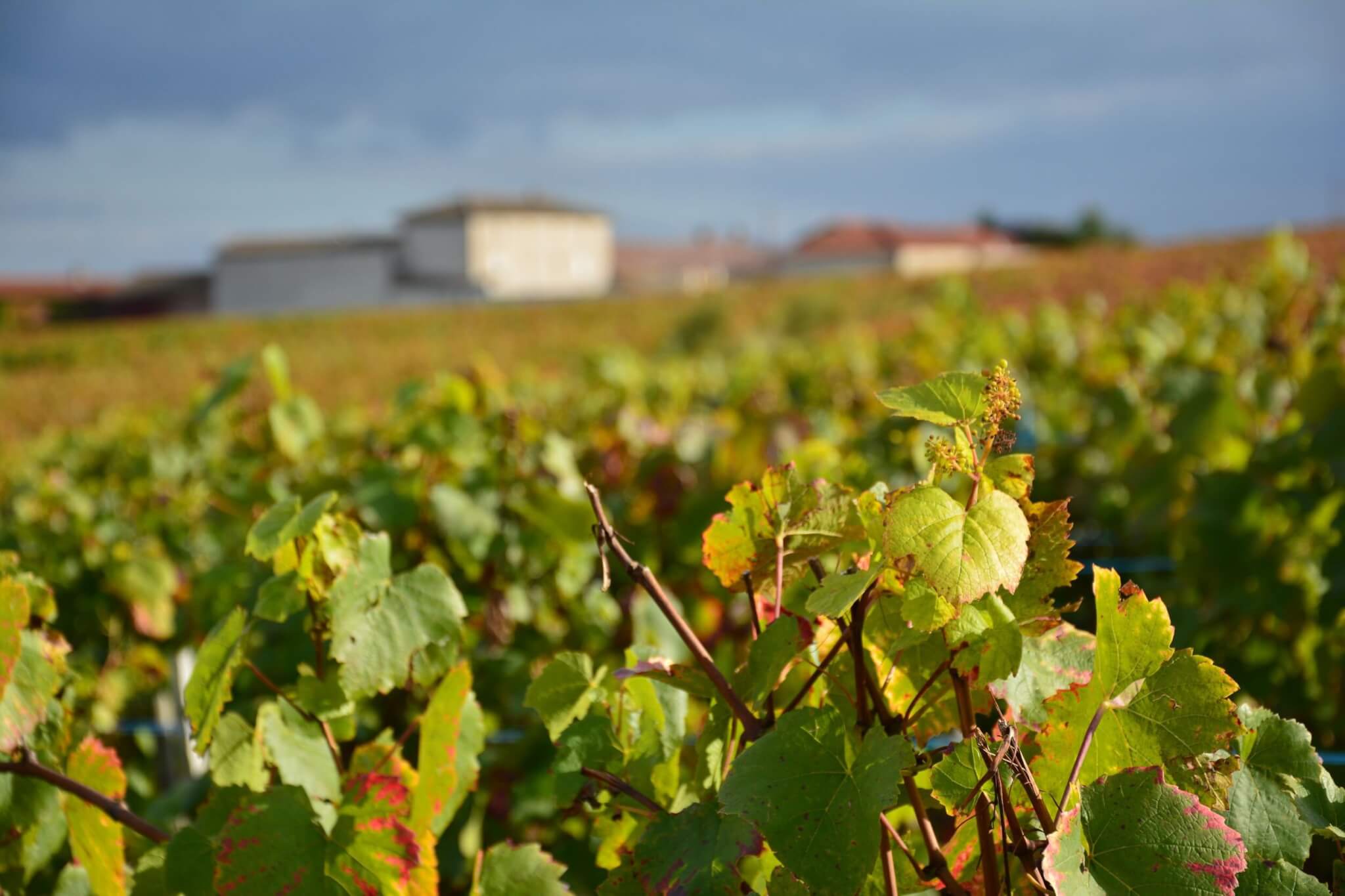 Beaujolais vignes