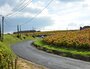 Beaujolais gamay