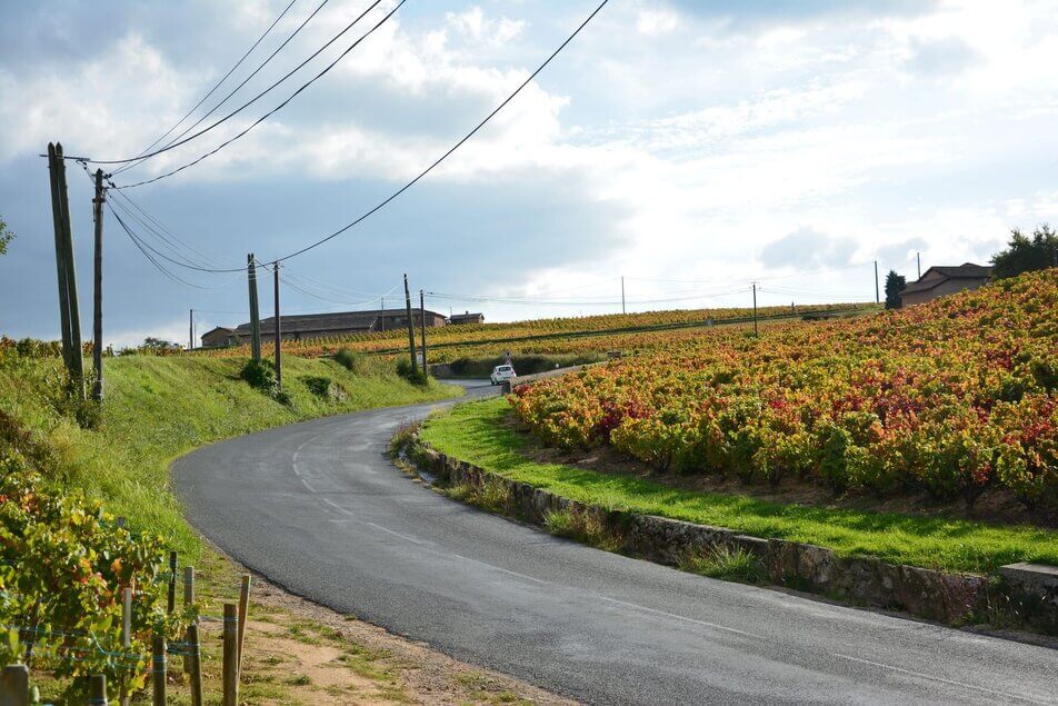 Changement climatique dans le Beaujolais : le gamay peut-il disparaître ?