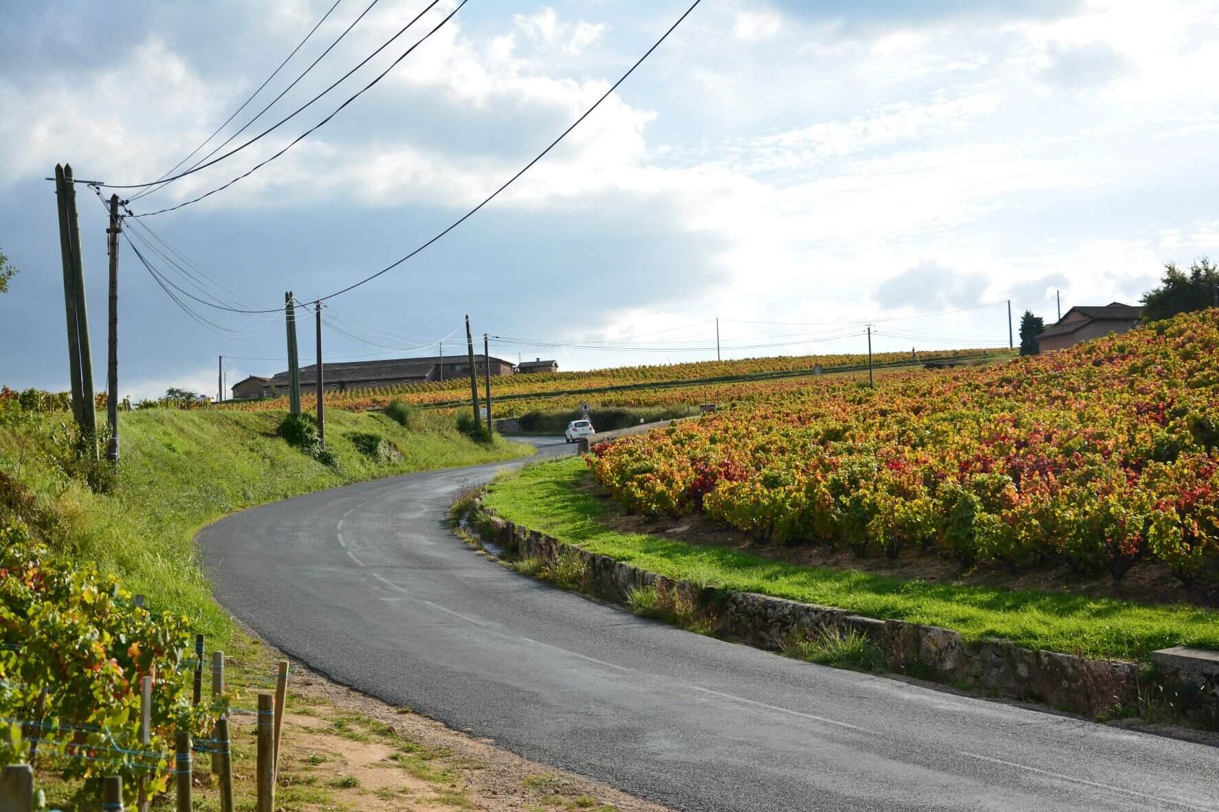 Beaujolais gamay