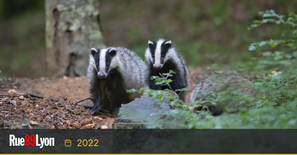 Pourquoi chasseton autant le blaireau dans le Rhône