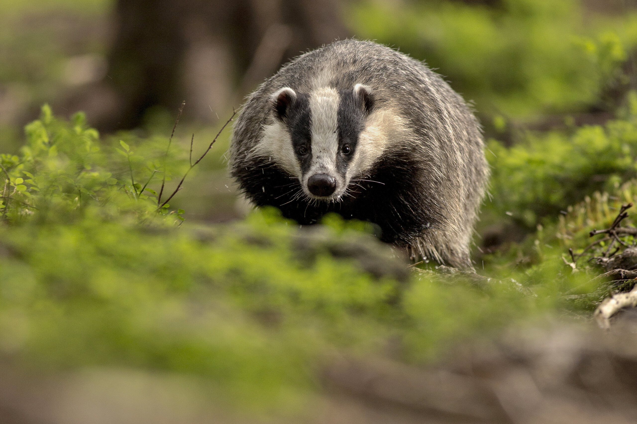 Dans le Rhône, la chasse des blaireaux oppose durement chasseurs et associations de protection de l'environnement. Une photo par vladimircech sur Freepik.