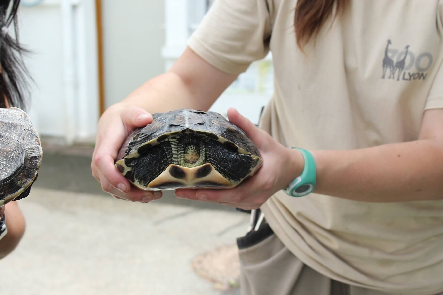 Auvergne-Rhône-Alpes : après la tortue de Floride, de nouvelles tortues menacent la biodiversité