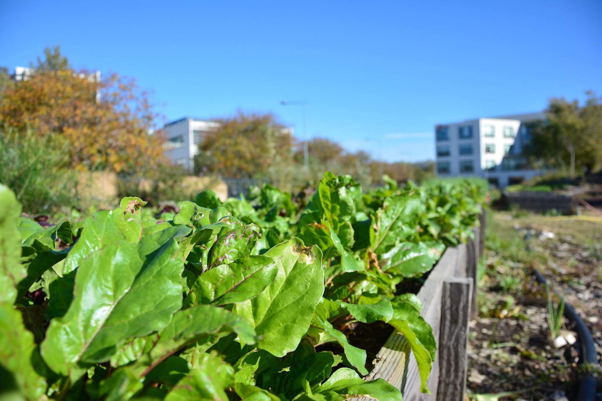 ferme urbaine