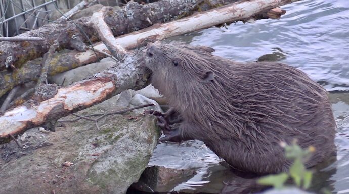 Au cœur de Lyon, le castor se refait une santé sur les berges de la Saône et du Rhône