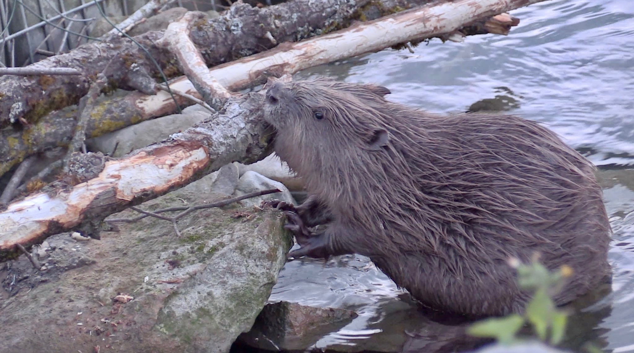 Au cœur de Lyon, le castor se refait une santé sur les berges de la Saône et du Rhône