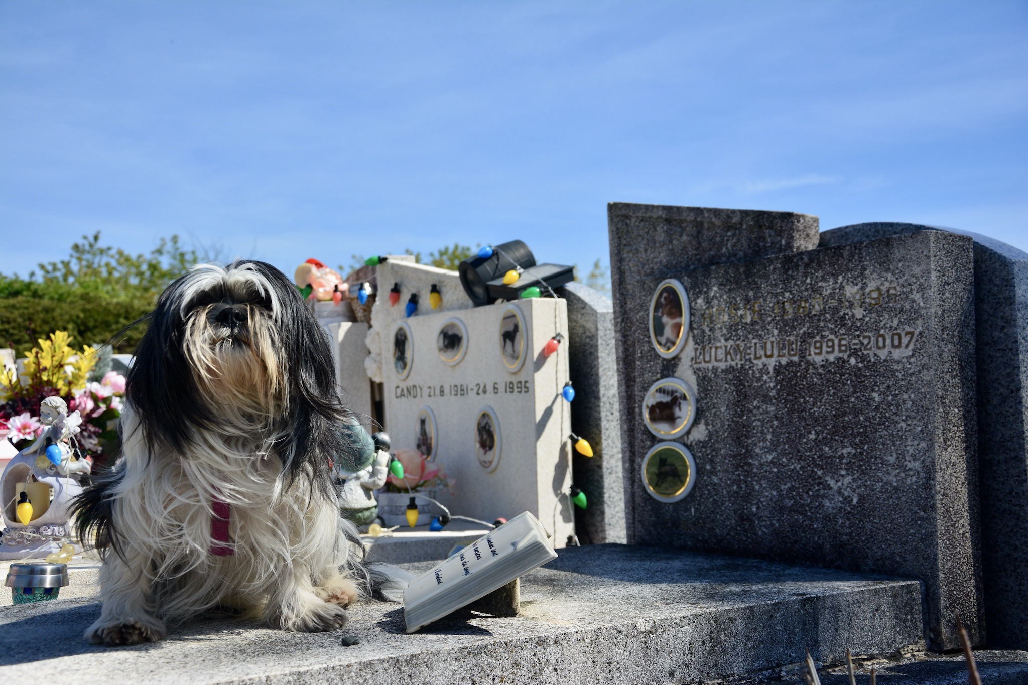 Le cimetière des animaux