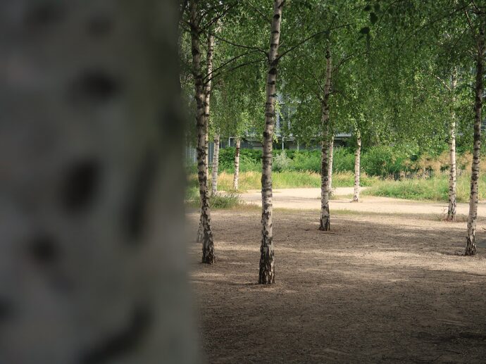 Dans le jardin d'Erevan (Lyon 2e), des dizaines de bouleaux ont été plantés en 2011... faisant de ce parc le plus gros producteur de pollen du quartier.