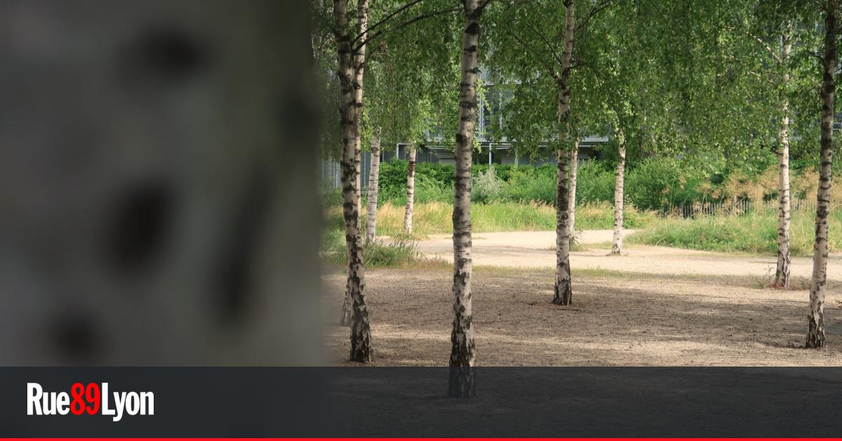 Allergies au pollen : pourquoi souffre-t-on autant à lyon?