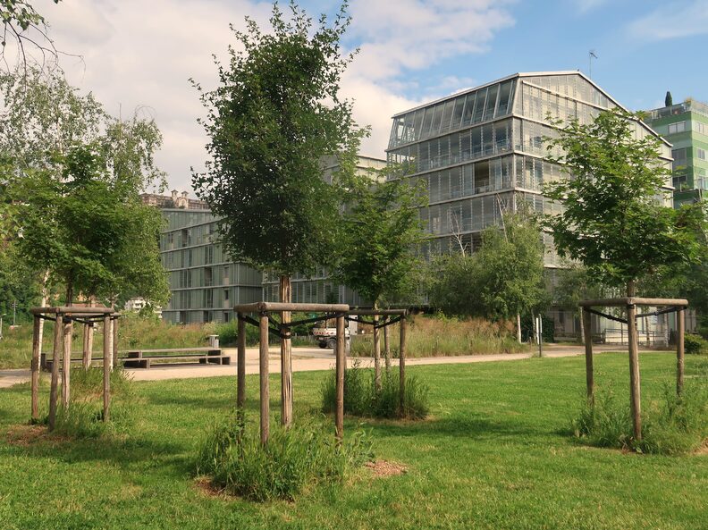 La Ville tente de remplacer progressivement les bouleaux du jardin d'Erevan (Lyon 2e) par des essences d'arbres variées et moins allergisantes.